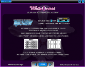 'White Orchid' by 'IGT'. Click the image to enlarge.