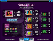 'White Orchid' by 'IGT'. Click the image to enlarge.