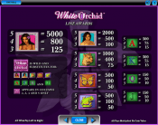 'White Orchid' by 'IGT'. Click the image to enlarge.