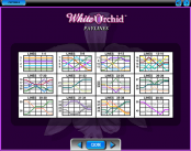 'White Orchid' by 'IGT'. Click the image to enlarge.